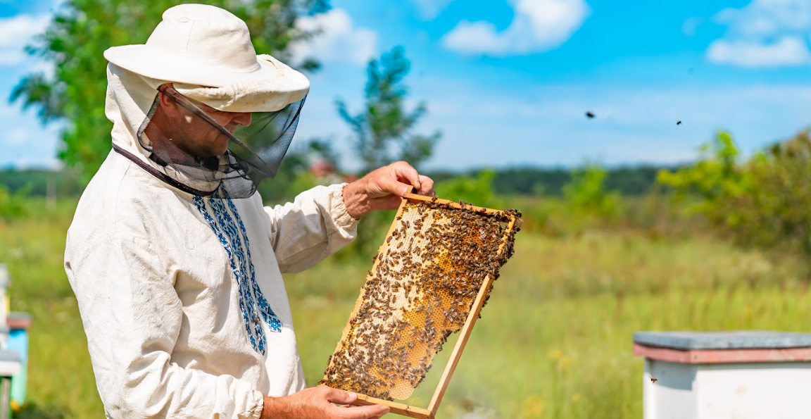 Méhész képzés-Szakképesítés