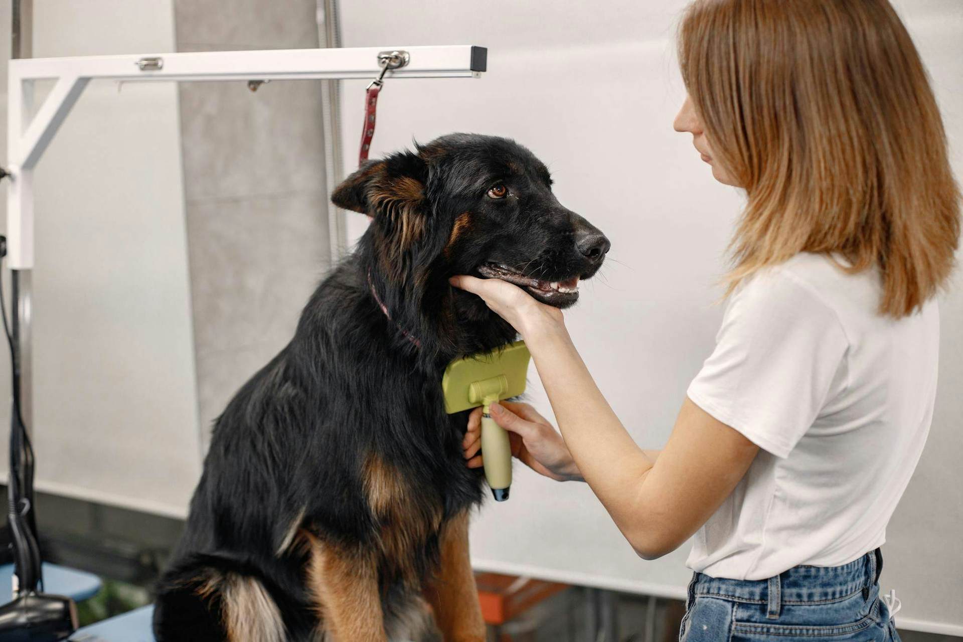 Kutyakozmetikus képzés
